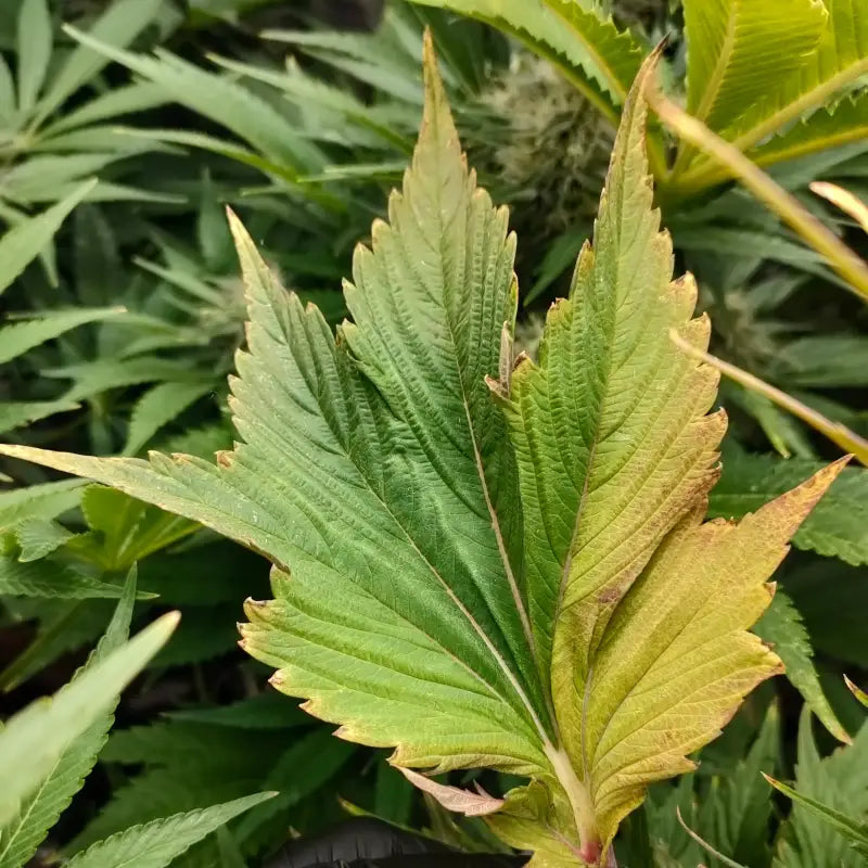 Swag mdc terpyz mutant cannabis seeds