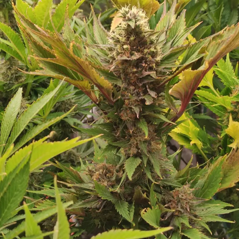 Swag mdc terpyz mutant cannabis seeds