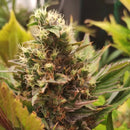Swag mdc terpyz mutant cannabis seeds