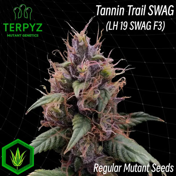 Tannin trail swag© mutant reg terpyz genetics cannabis seeds