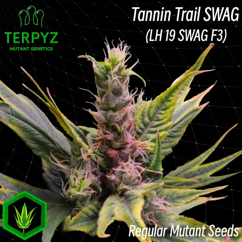 Tannin trail swag© mutant reg terpyz genetics cannabis seeds