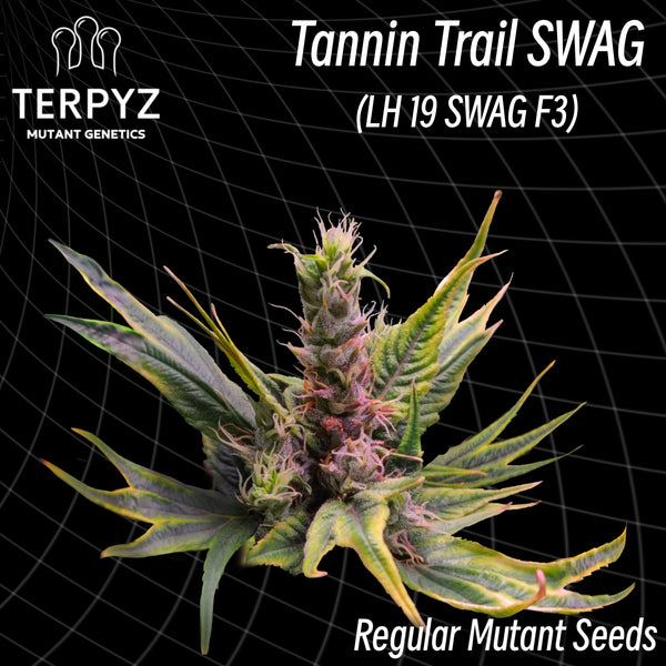 Tannin trail swag (regular mutant cannabis seeds) terpyz