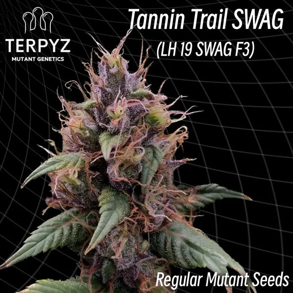Tannin trail swag ’smooth-edged webbed leaves’ (regular