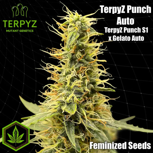 Terpyz punch auto© fem feminized cannabis seeds feminised