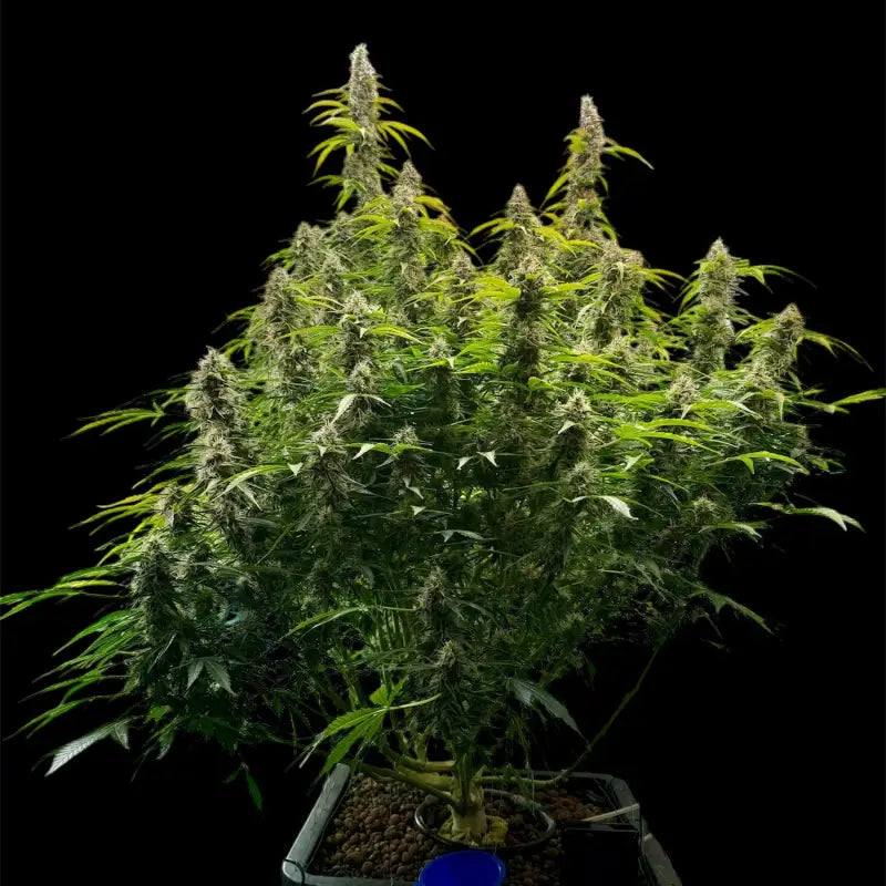 Terpyz punch auto© fem feminized cannabis seeds feminised