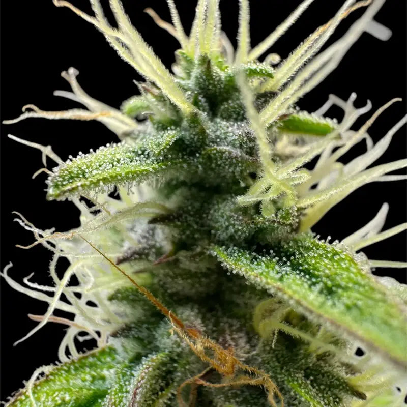 Terpyz punch auto© fem feminized cannabis seeds feminised