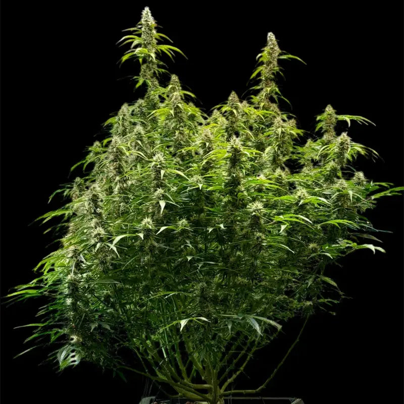 Terpyz punch auto© fem feminized cannabis seeds feminised