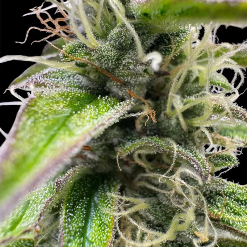 Terpyz punch auto© fem feminized cannabis seeds feminised