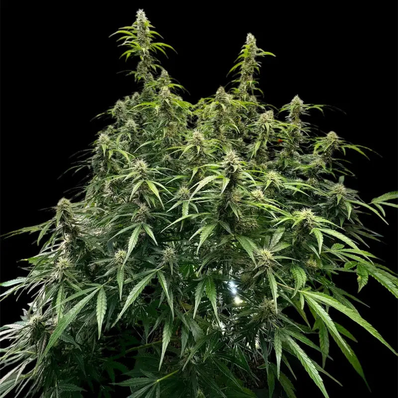 Terpyz punch auto© fem feminized cannabis seeds feminised