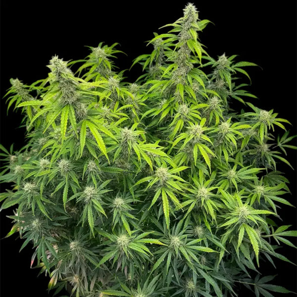 Terpyz punch auto© fem feminized cannabis seeds feminised