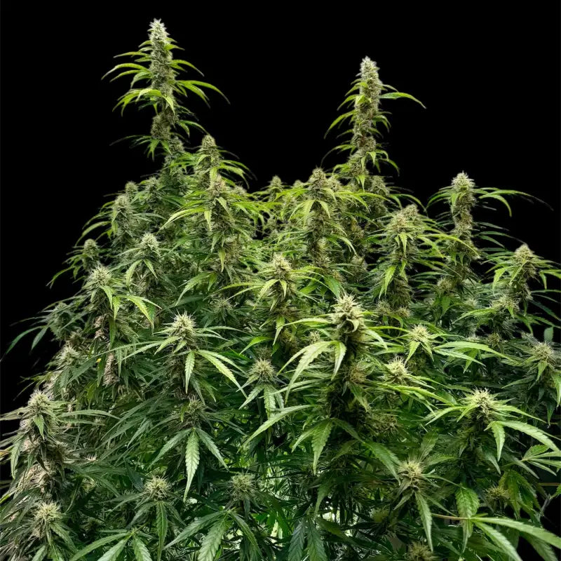 Terpyz punch auto© fem feminized cannabis seeds feminised