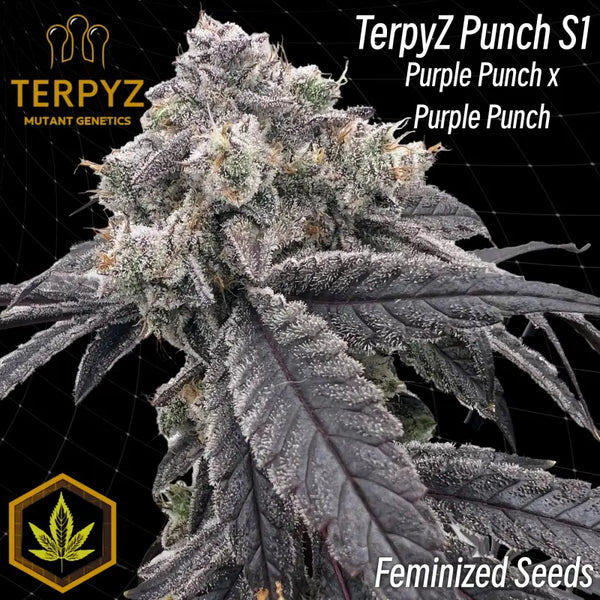 【大容量】TRUE TERPENES Purple Punch 30mL LimeSherbetPunch_PDP.jpg