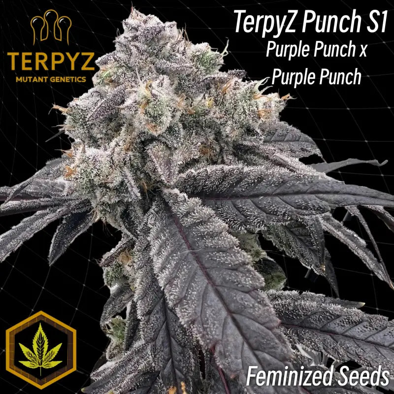 Terpyz punch s1 fem mutant genetics feminized cannabis