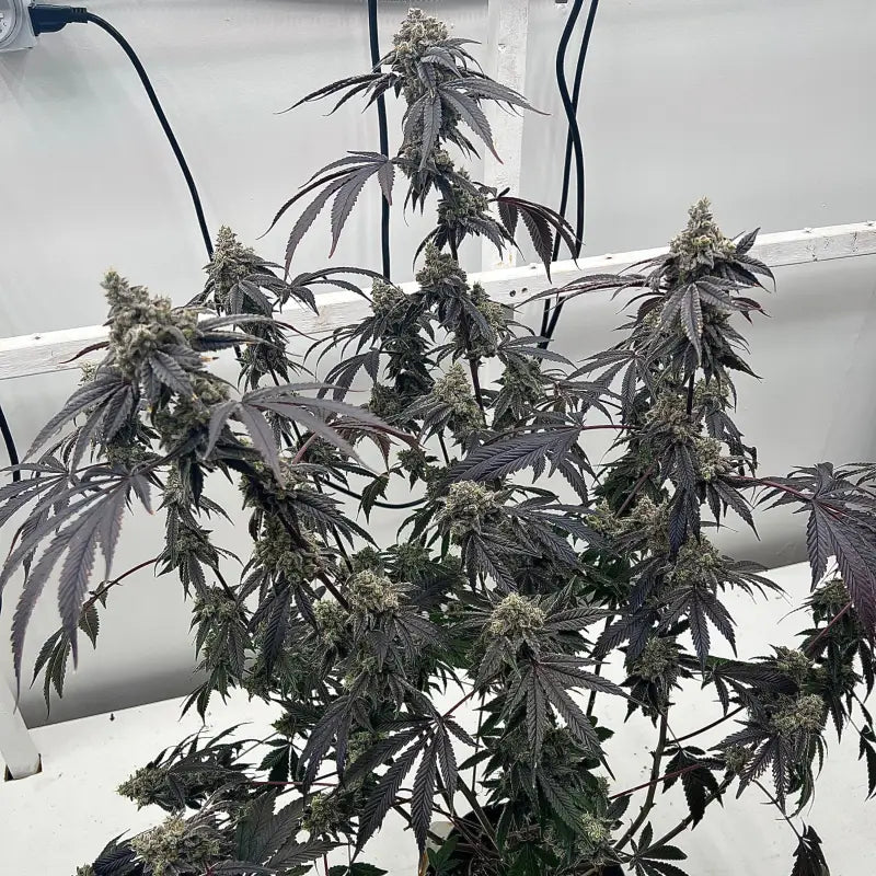 Terpyz punch s1 fem mutant genetics feminized cannabis