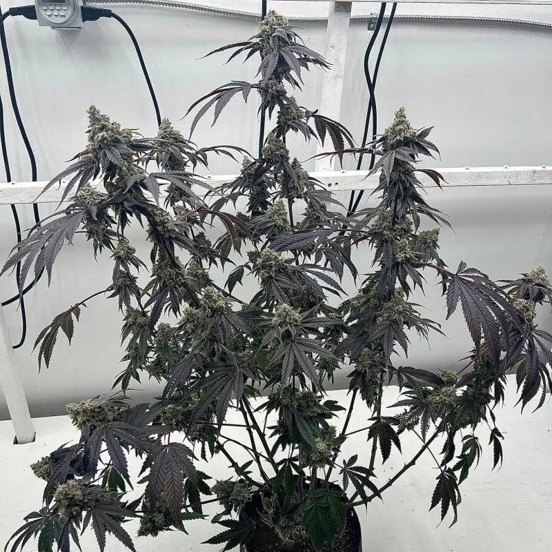 Terpyz punch s1 fem mutant genetics feminized cannabis