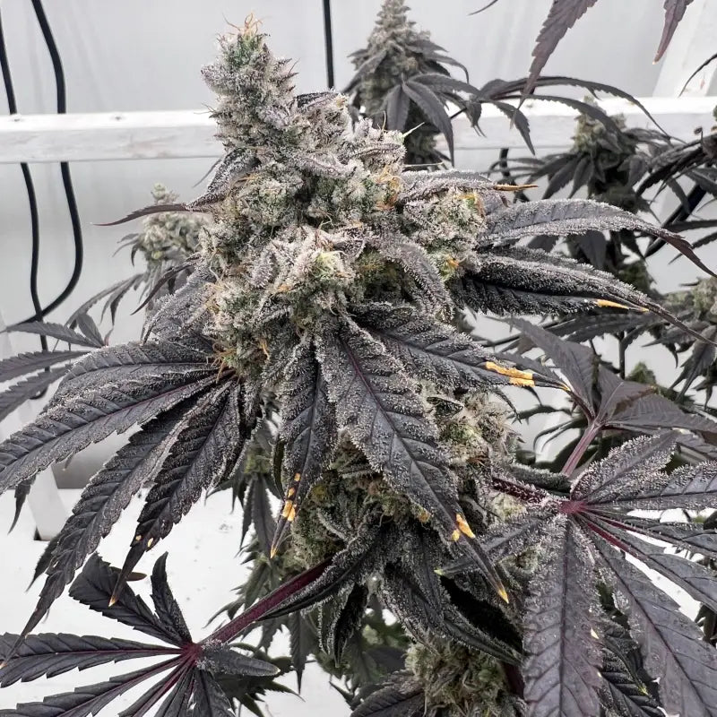 Terpyz punch s1 fem mutant genetics feminized cannabis