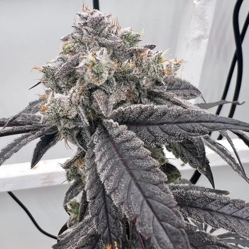 Terpyz punch s1 fem mutant genetics feminized cannabis