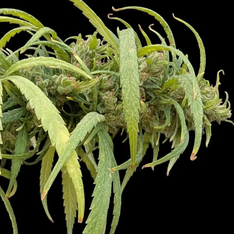 The ethiopian© pure sativa reg terpyz research landrace