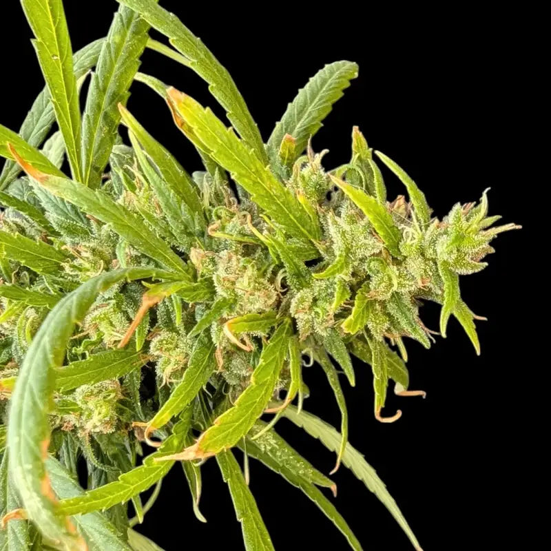 The ethiopian© pure sativa reg terpyz research landrace