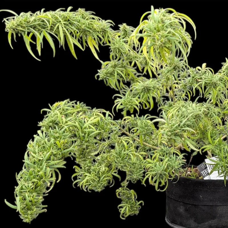 The ethiopian© pure sativa reg terpyz research landrace