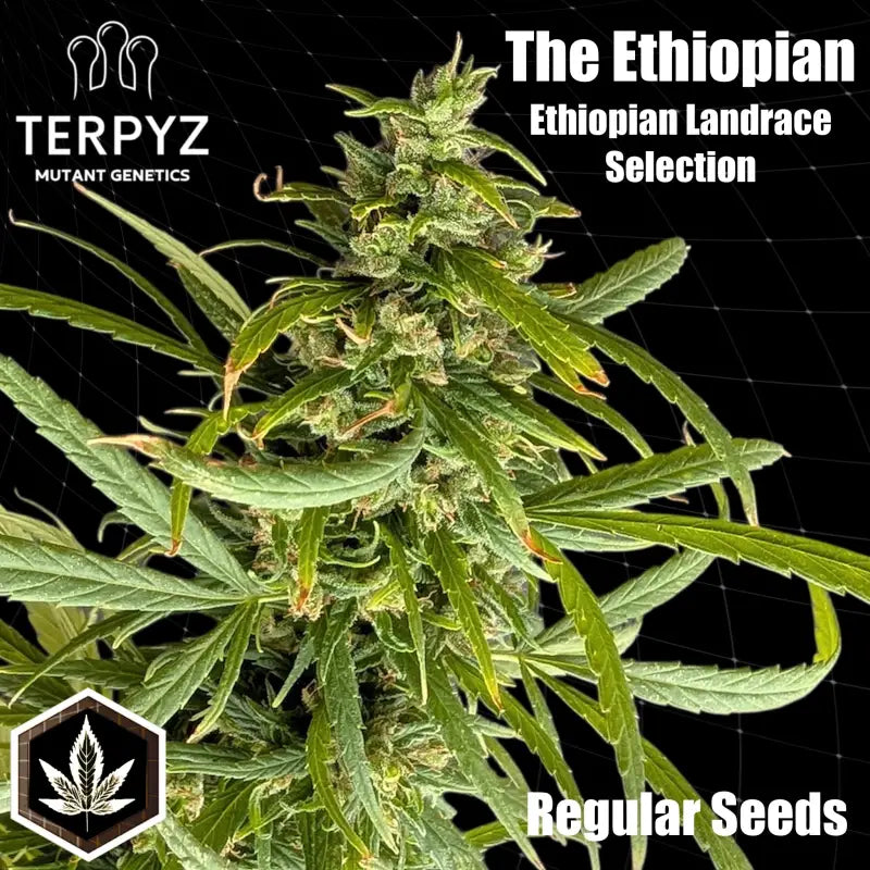 The ethiopian© pure sativa reg terpyz research landrace