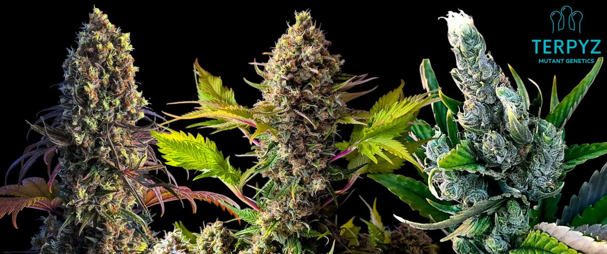 Three prominent cannabis plants displaying mature buds and varying leaf colors.