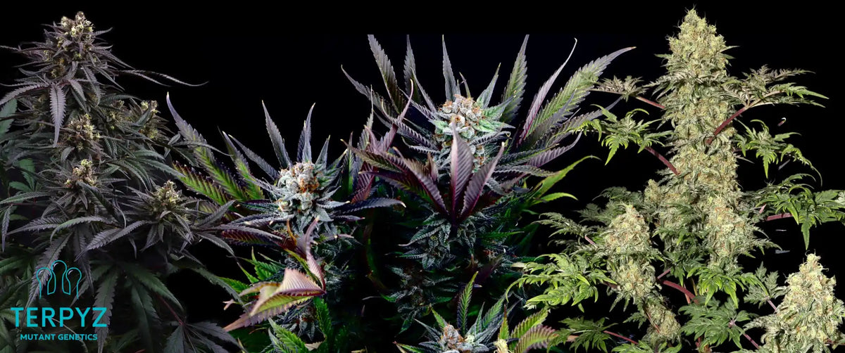 Three different varieties of cannabis plants with prominent buds.