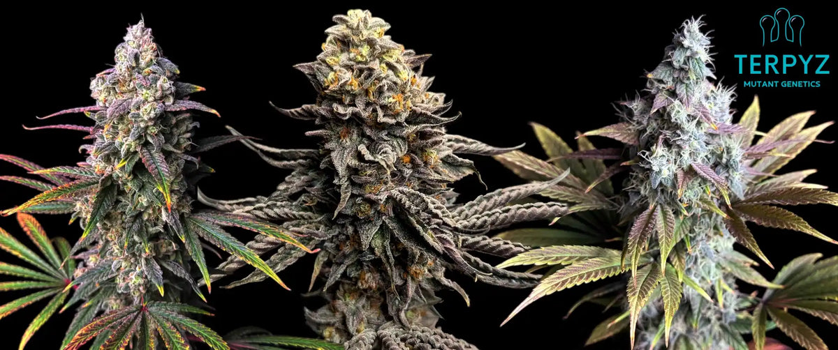 Three vibrant cannabis buds with varying colors and structures.