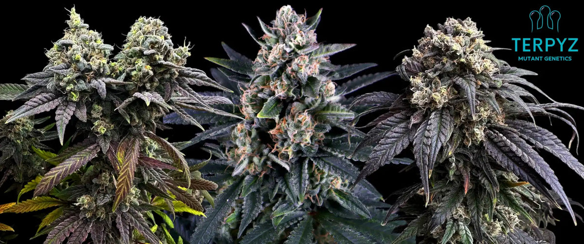 Three vibrant cannabis plants with dense, colorful buds.