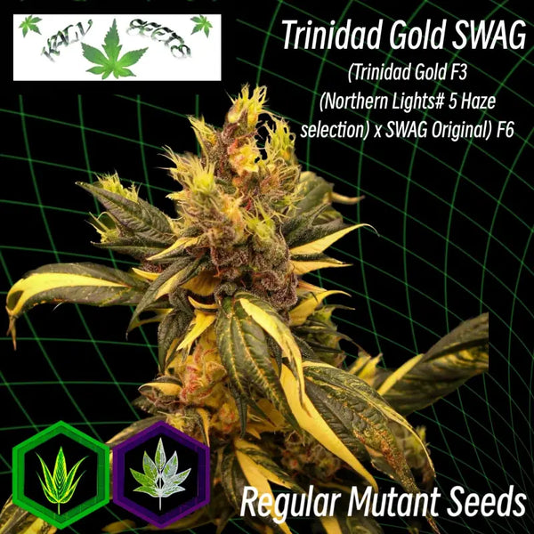 Trinidad gold swag - mutant reg kalyseeds variegated