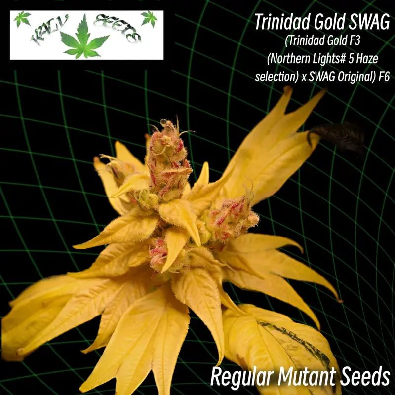 Trinidad gold swag - mutant reg kalyseeds cannabis seeds