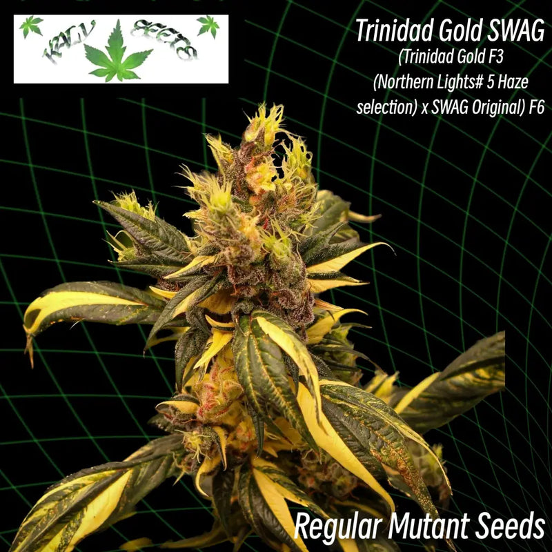 Trinidad gold swag ’variegated smooth-edged webbed
