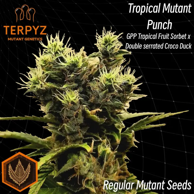 Tropical mutant punch© duck reg terpyz genetics cannabis