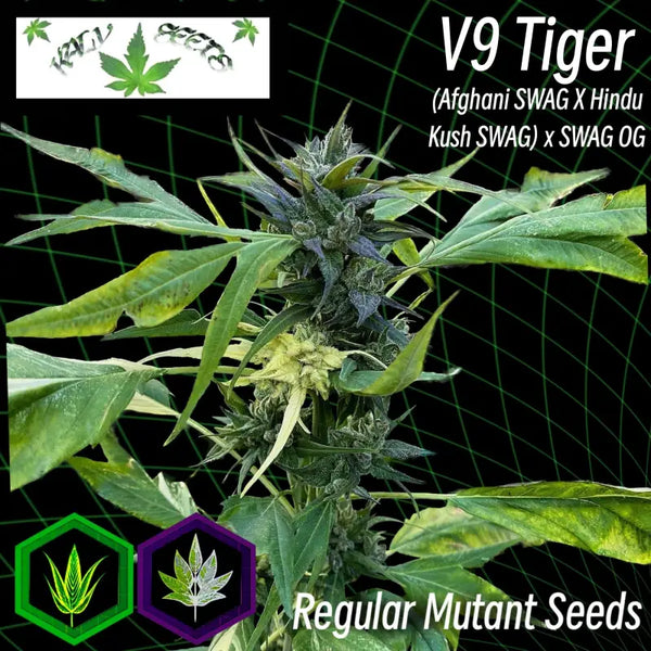 V9 tiger variegated - swag reg kalyseeds mutant cannabis