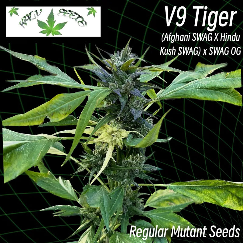 V9 tiger ’variegated smooth-edged webbed leaves’