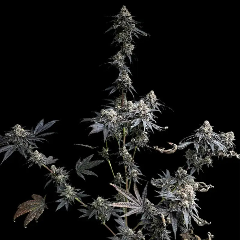 Vanilla noir© fem terpyz mutant genetics feminized