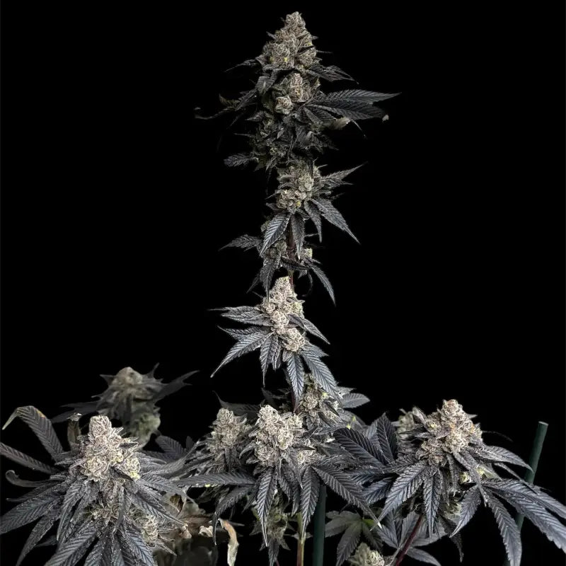 Vanilla noir© fem terpyz mutant genetics feminized