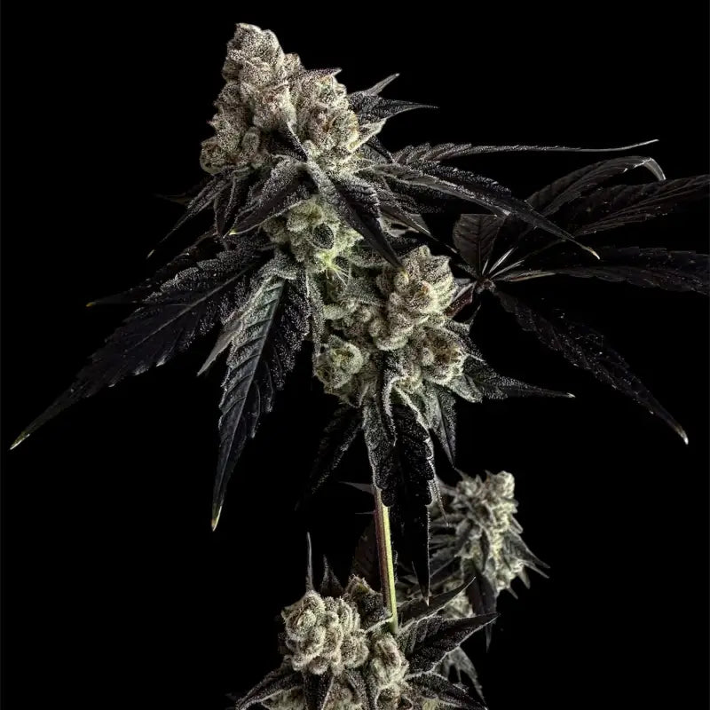 Vanilla noir© fem terpyz mutant genetics feminized