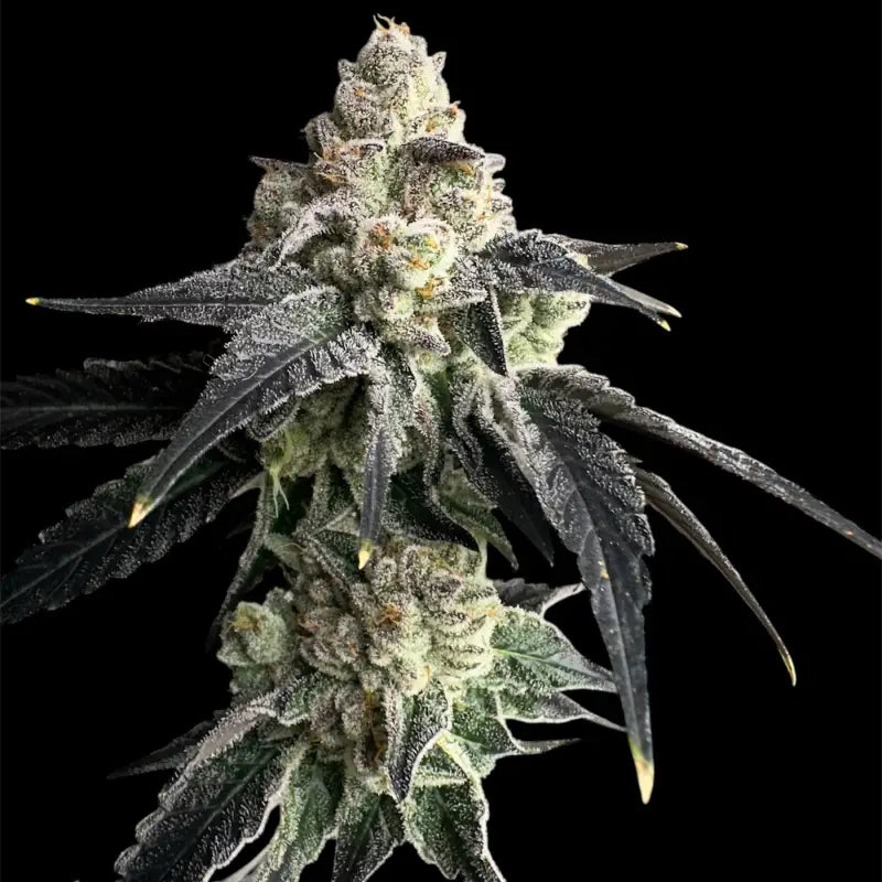 Vanilla noir© fem terpyz mutant genetics feminized cannabis