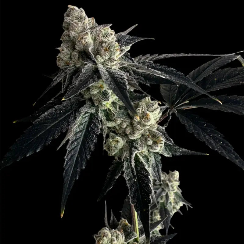 Vanilla noir© fem terpyz mutant genetics feminized