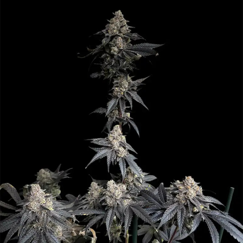 Vanilla noir© fem terpyz mutant genetics feminized cannabis