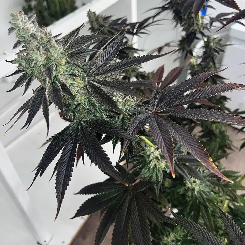 Vanilla noir© fem terpyz mutant genetics feminized