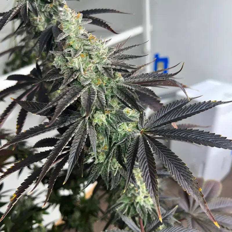 Vanilla noir© fem terpyz mutant genetics feminized