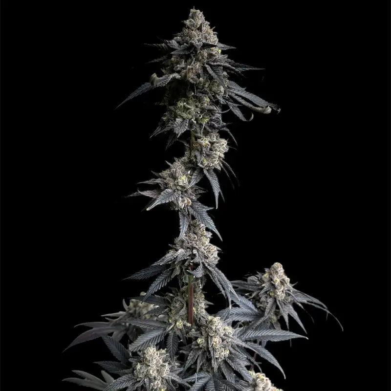 Vanilla noir© fem terpyz mutant genetics feminized cannabis