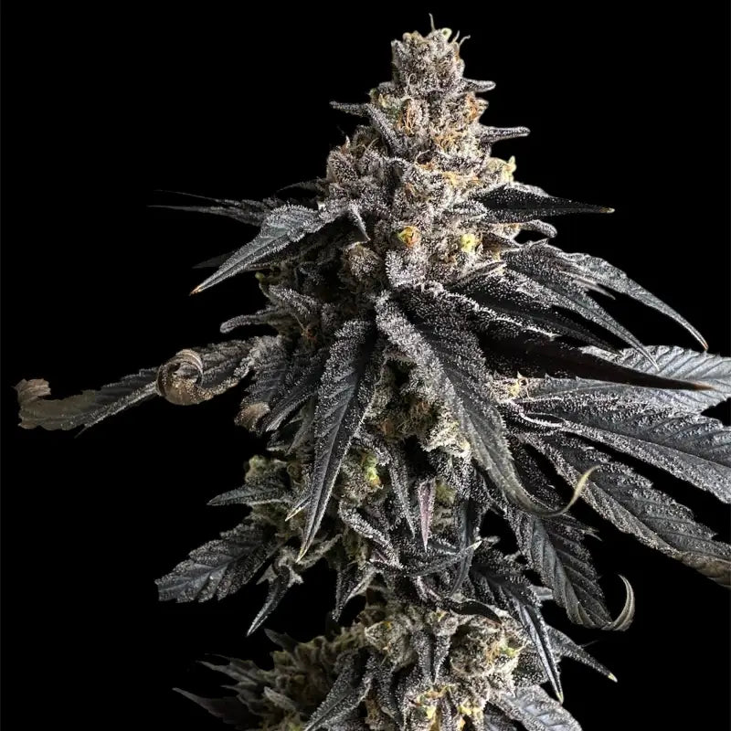 Vanilla noir© fem terpyz mutant genetics feminized