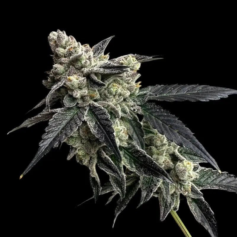 Vanilla noir© fem terpyz mutant genetics feminized