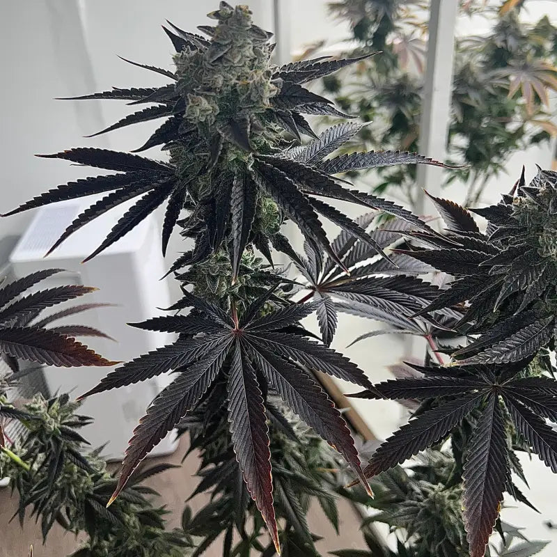 Vanilla noir© fem terpyz mutant genetics feminized