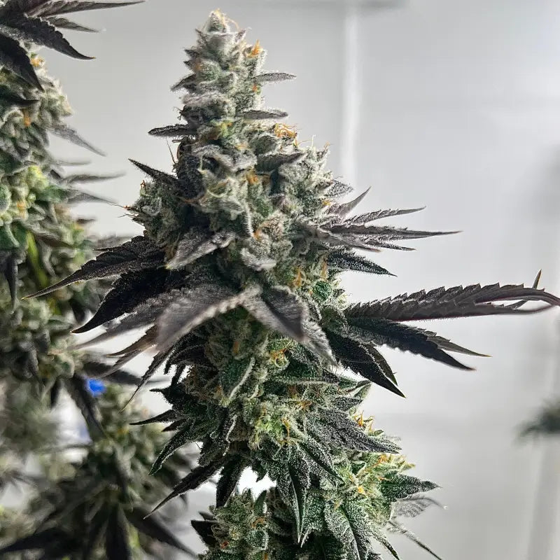 Vanilla noir© fem terpyz mutant genetics feminized