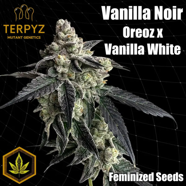 Vanilla noir© fem terpyz mutant genetics feminized