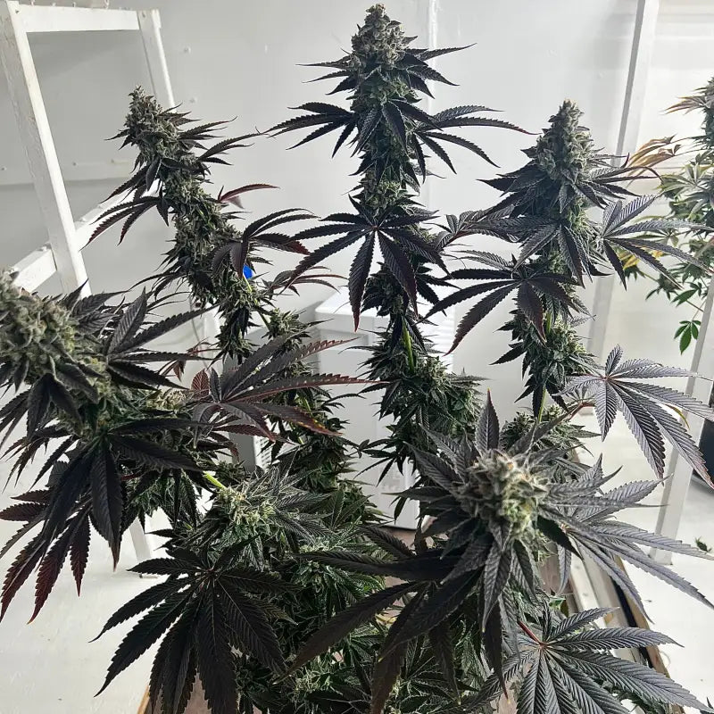 Vanilla noir© fem terpyz mutant genetics feminized